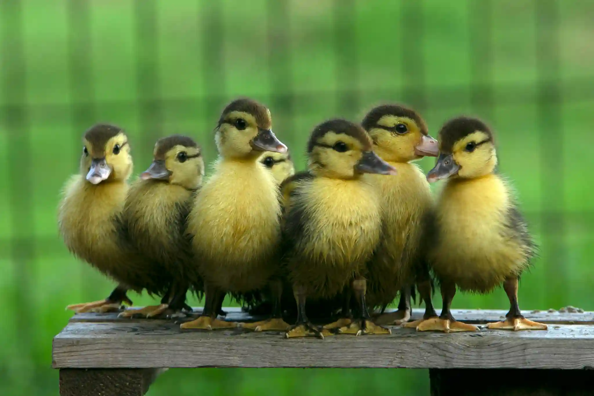 A mother duck with her small ducklings