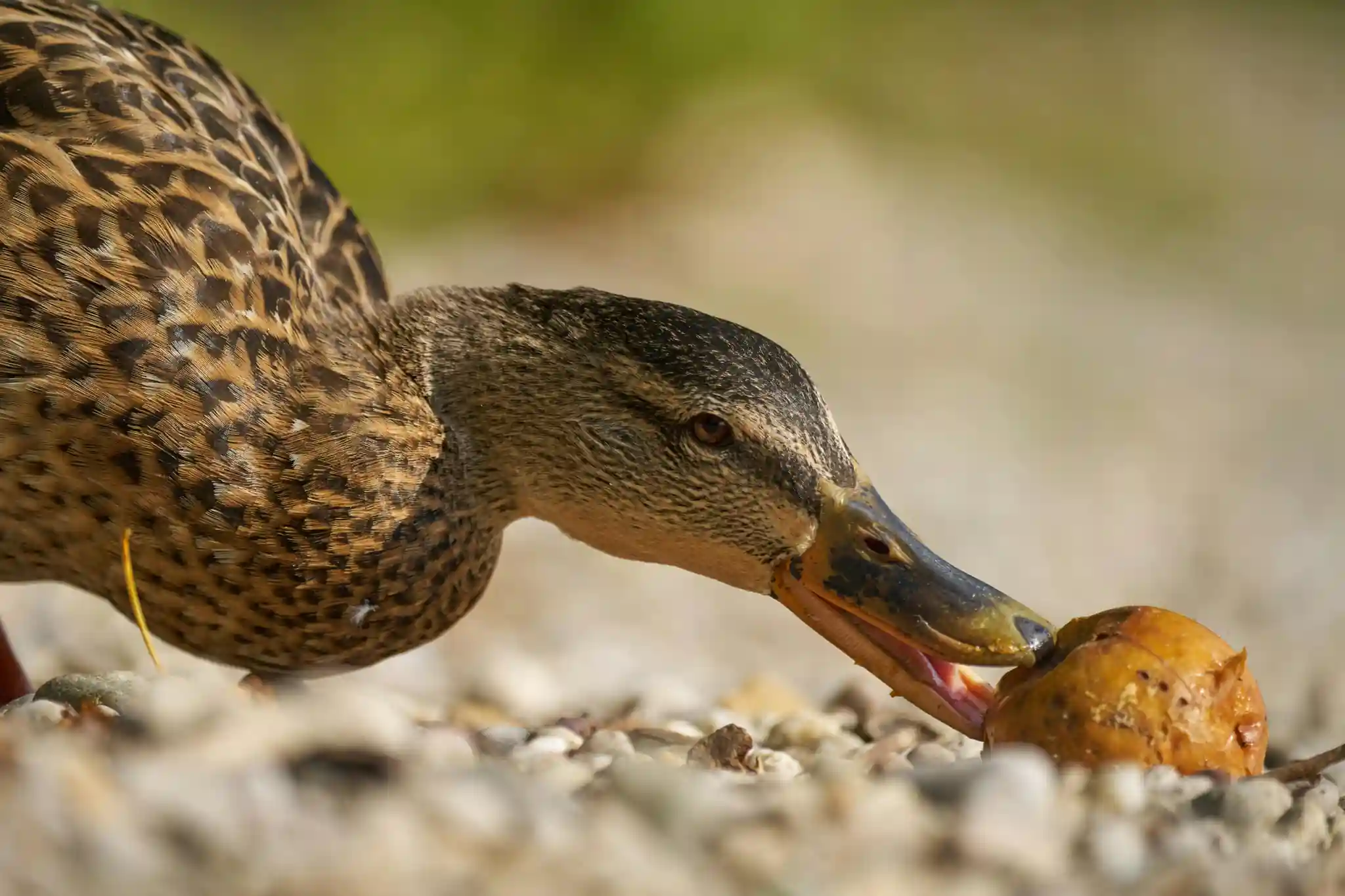 The Fascinating World of Ducks preview