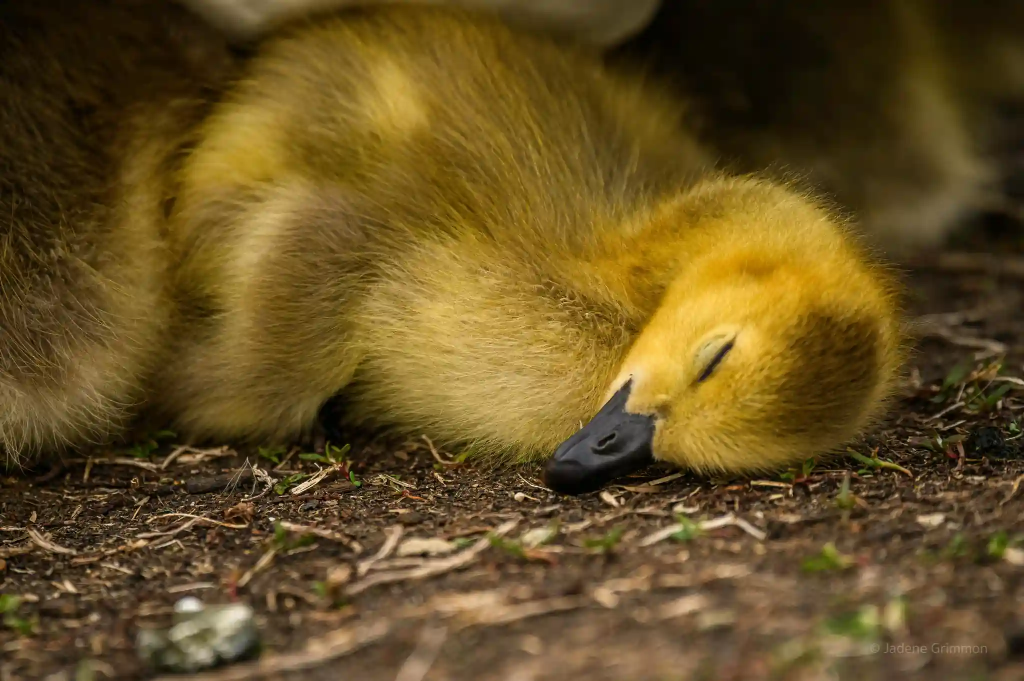 A duck resting with one eye open for safety