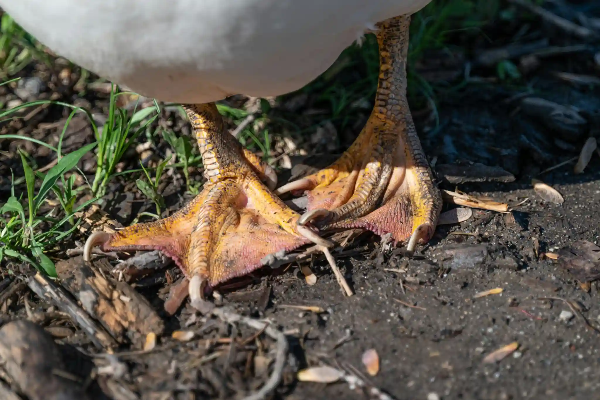 Close-up of a duck's webbed feet