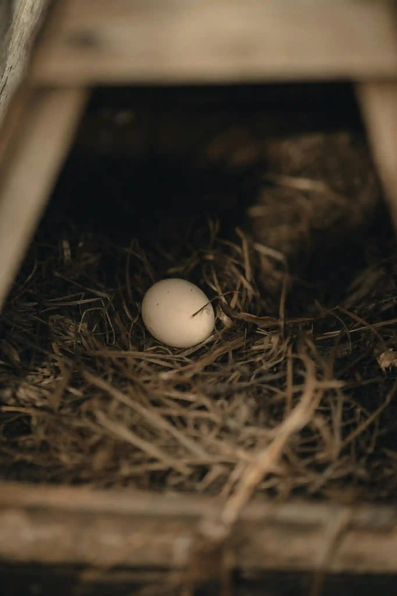 Duck egg in a slightly hidden nest