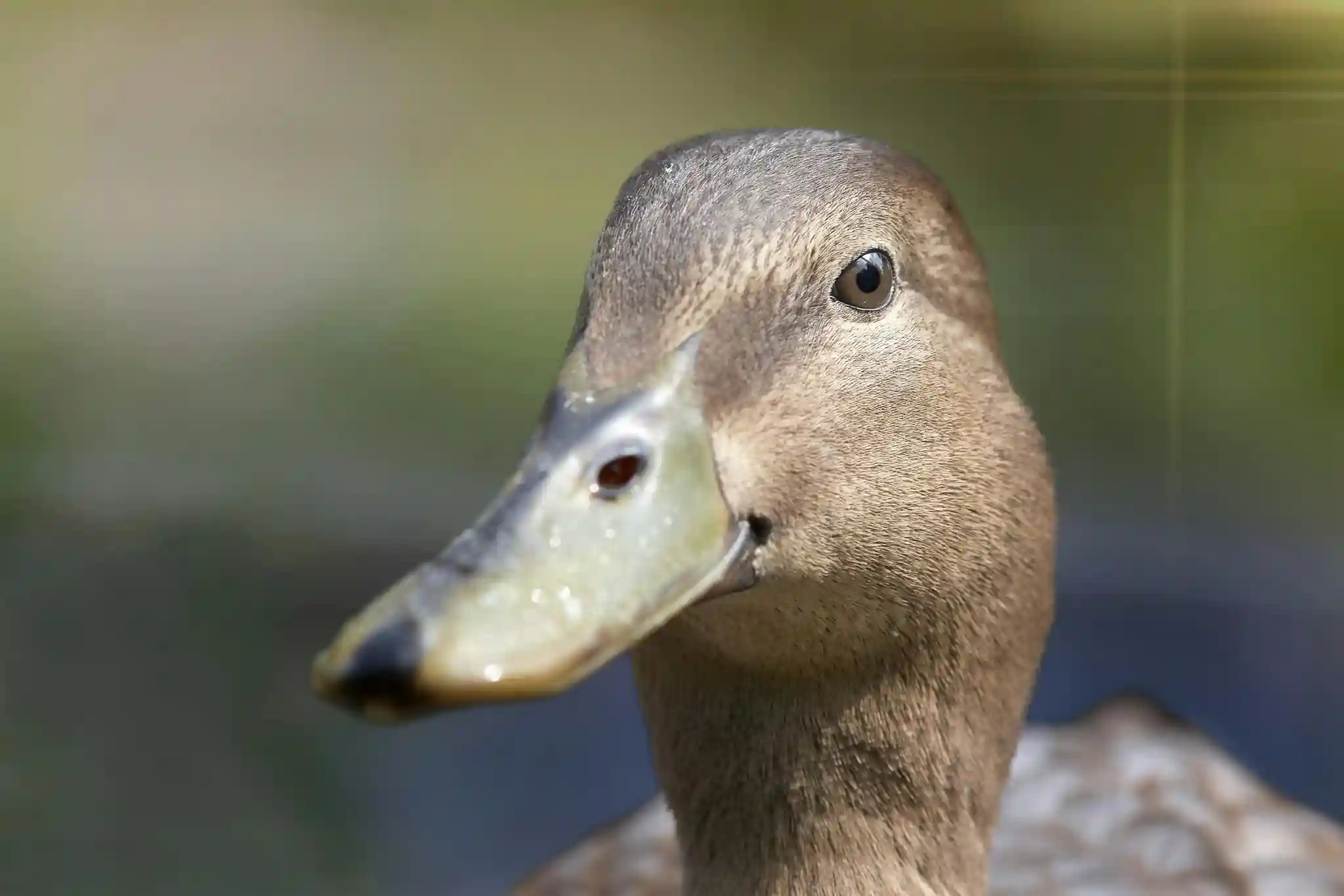 Duck looking directly at camera, slightly curious expression