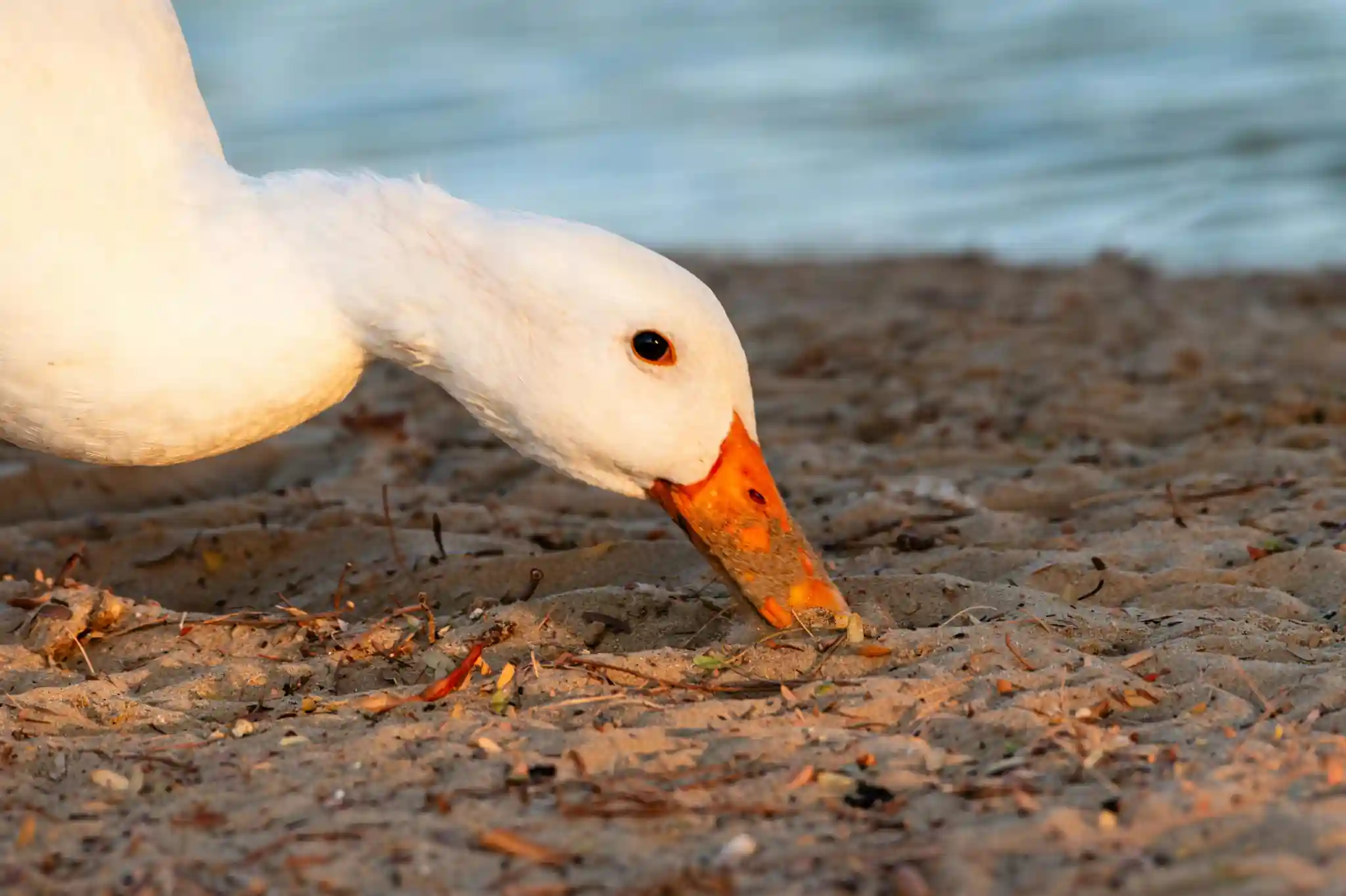 Duck pecking at ground while foraging