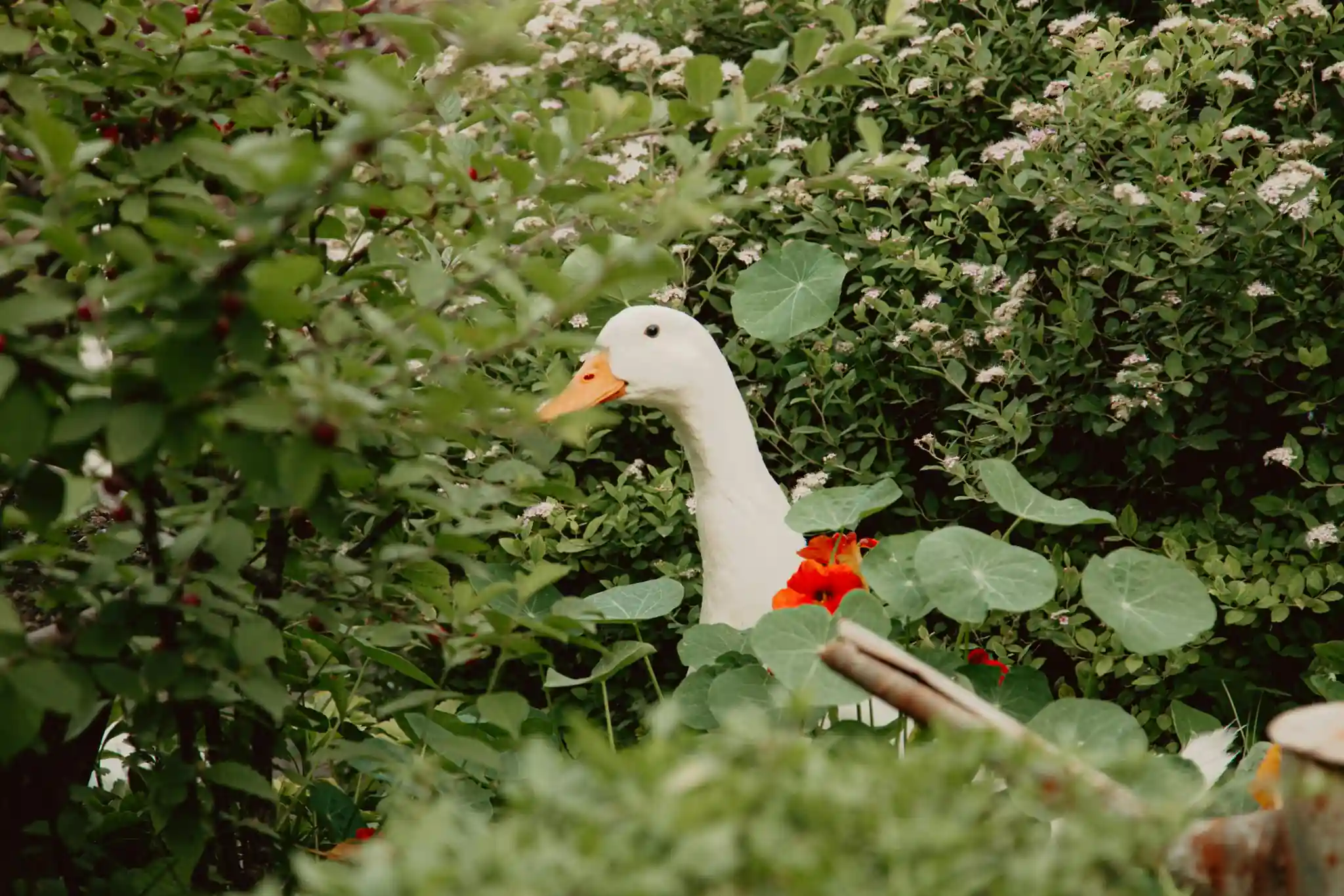 Duck walking through a slightly messy garden bed