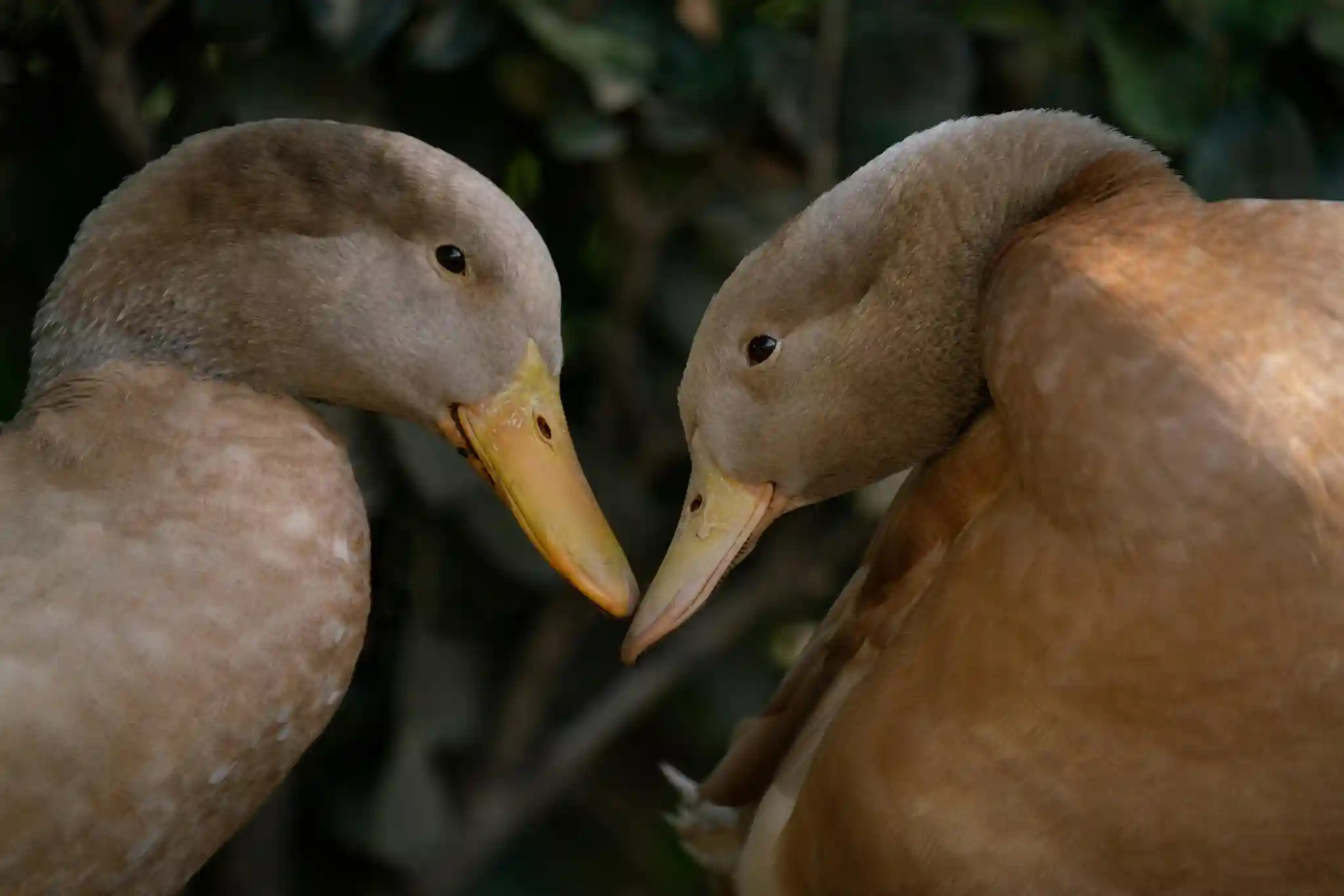 Two or more ducks walking together in sync