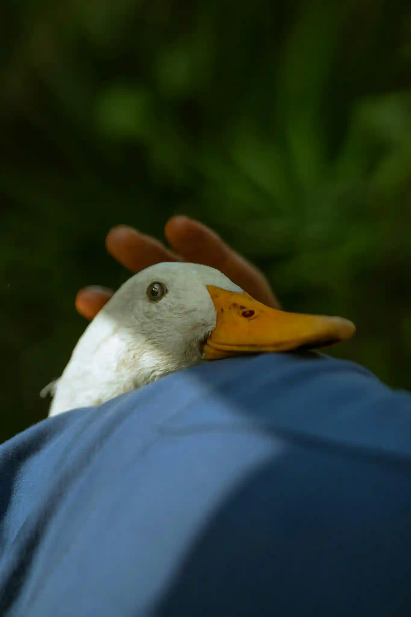 Do Ducks Make Good Pets? preview