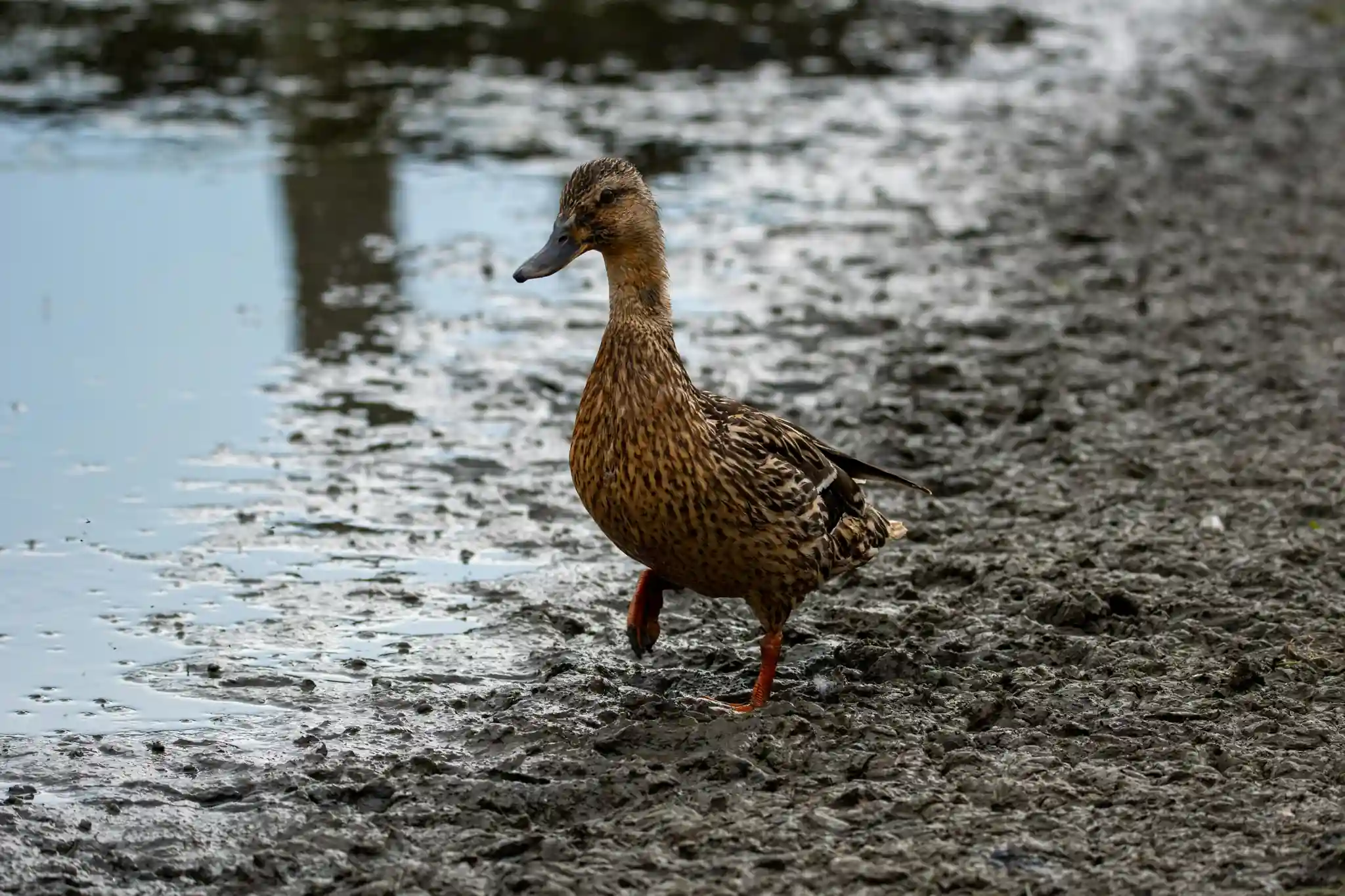 Muddy duck area with water and footprints
