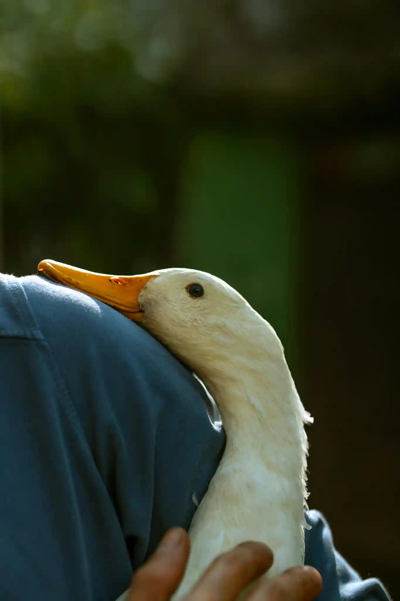 Peaceful duck resting, tucked in comfortably