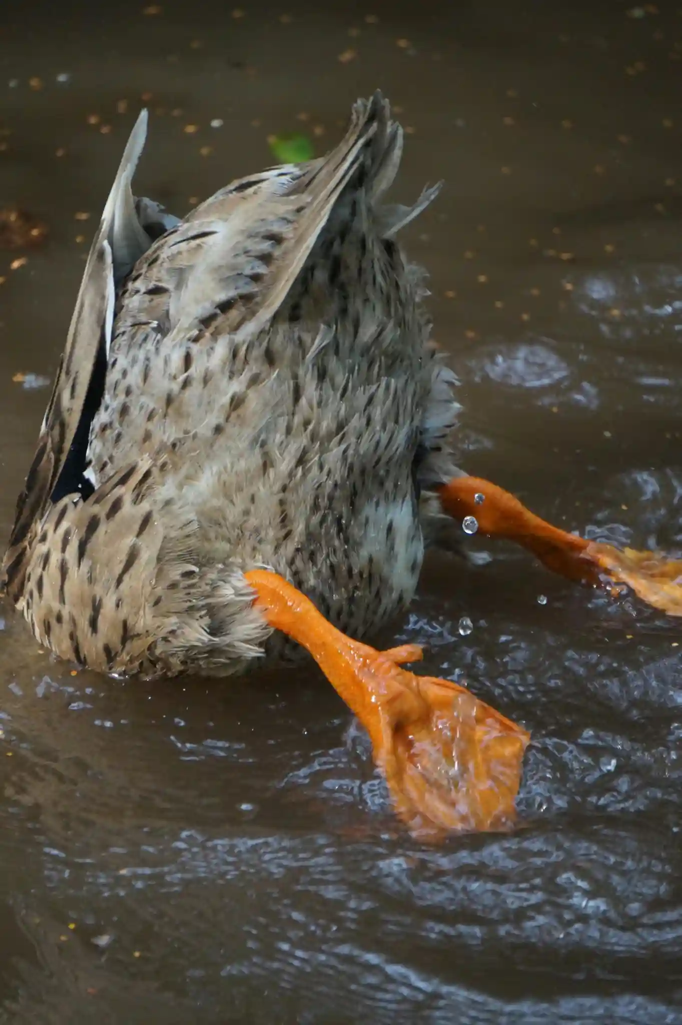 Duck splashing enthusiastically in water