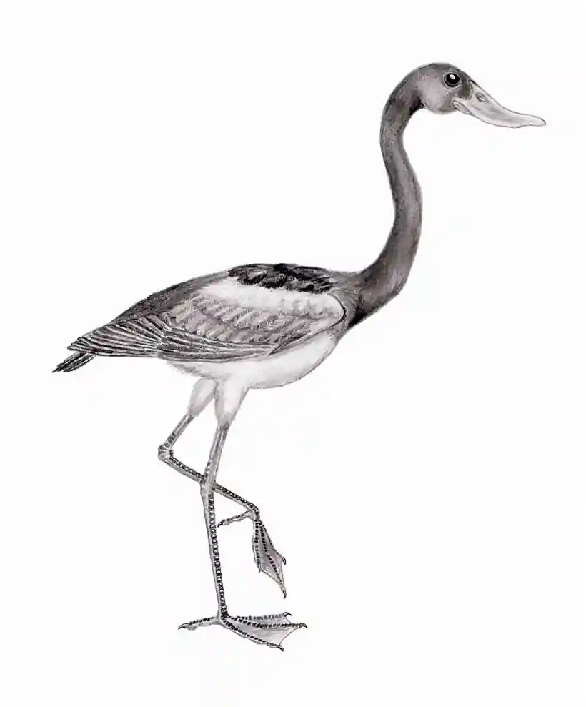 Ancient waterfowl-like bird standing in shallow water