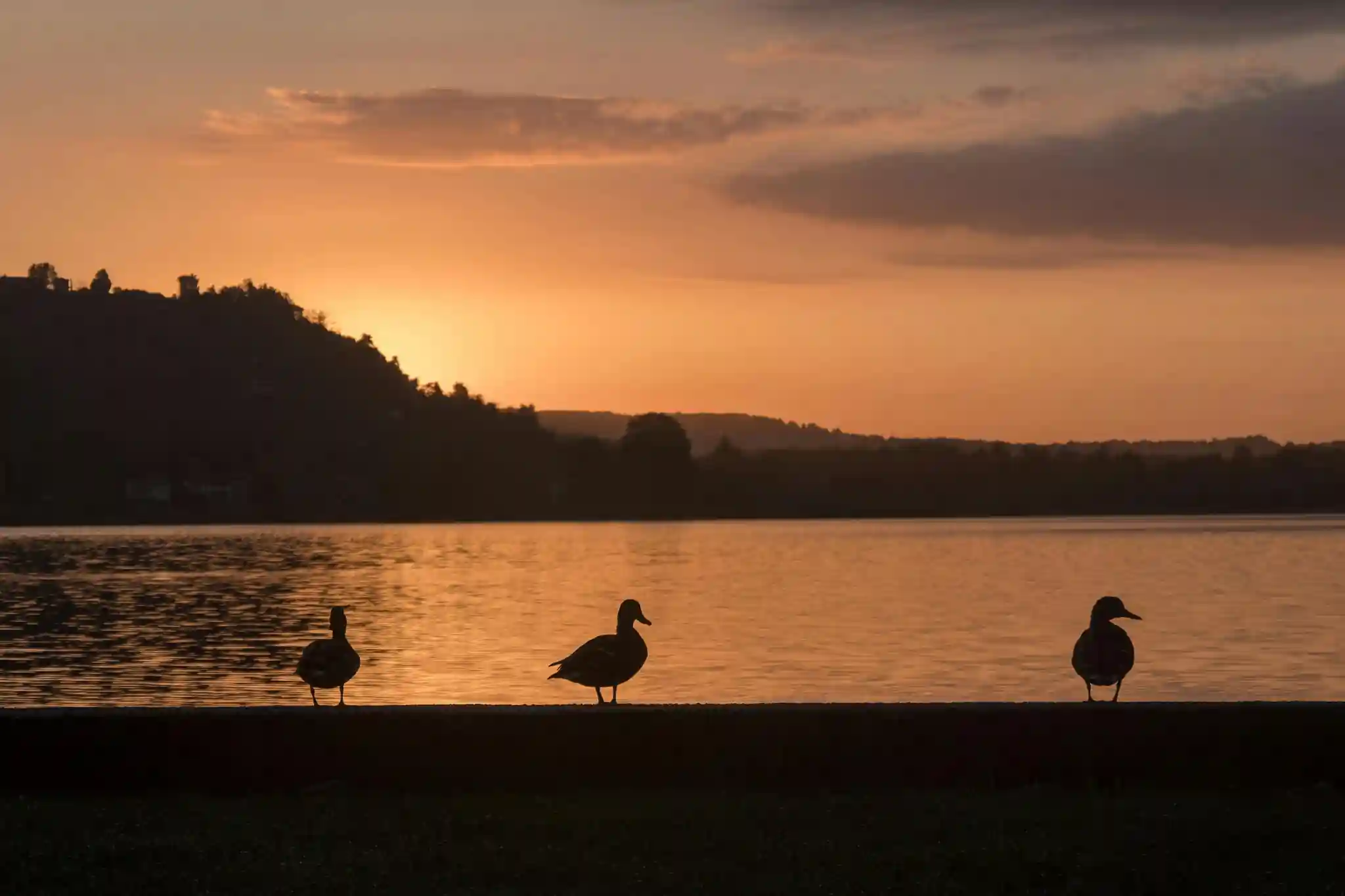 Group of ducks dabbling in calm water