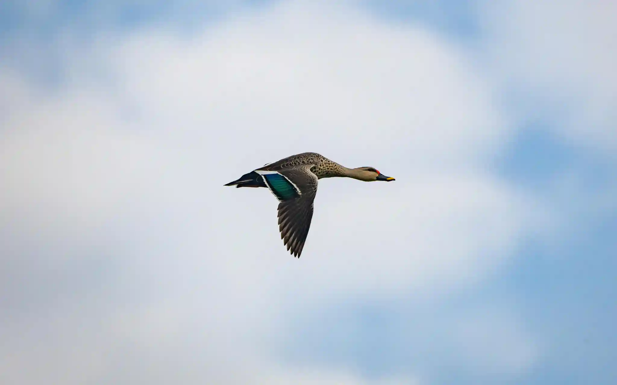 Duck gliding through still water at dawn