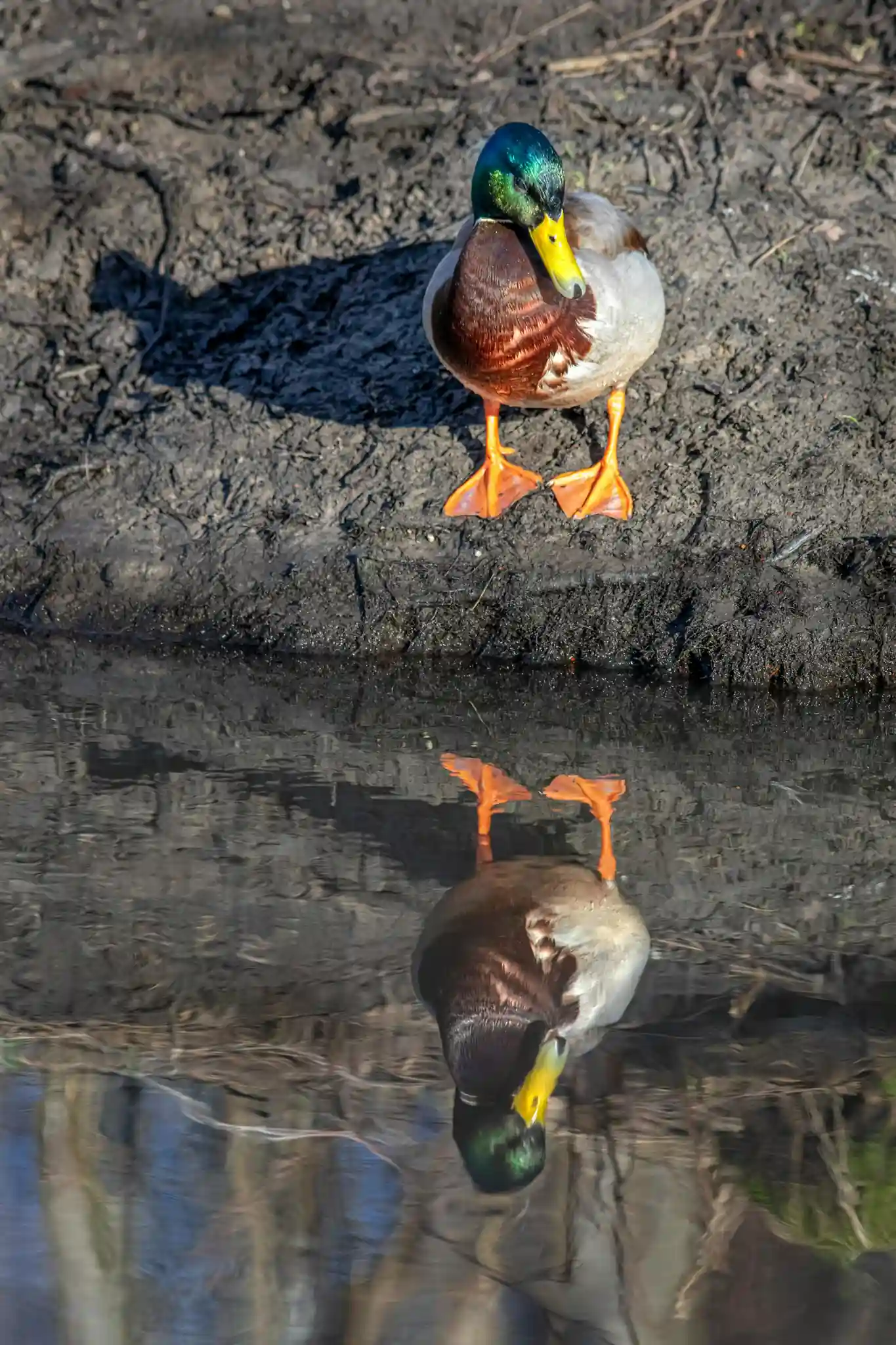 Single duck reflected perfectly in still water