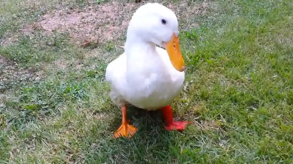 Buttercup the duck with her custom prosthetic feet