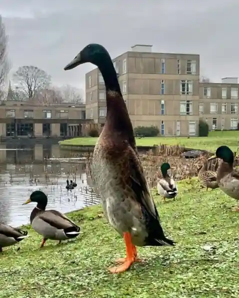 Long Boi, the famously tall duck from York