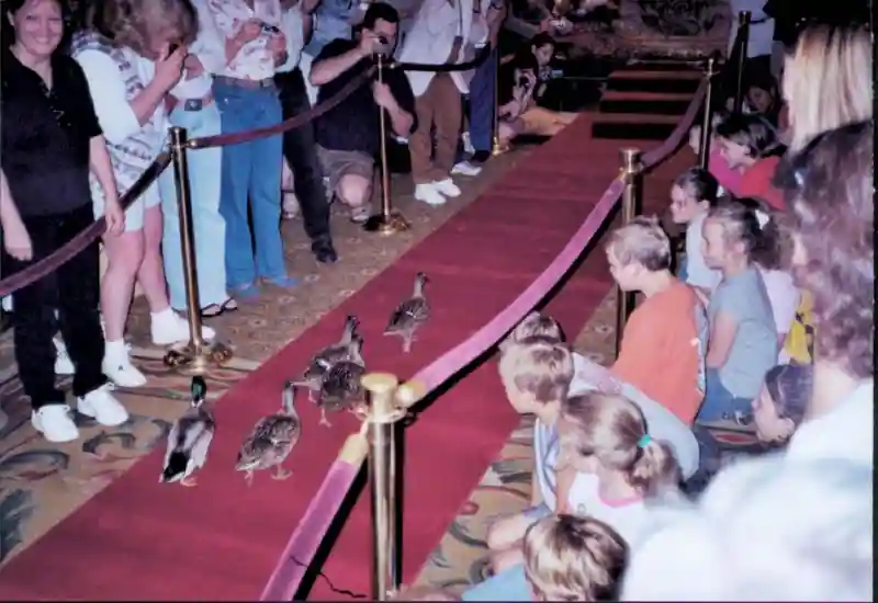 The Peabody Ducks marching through the hotel lobby
