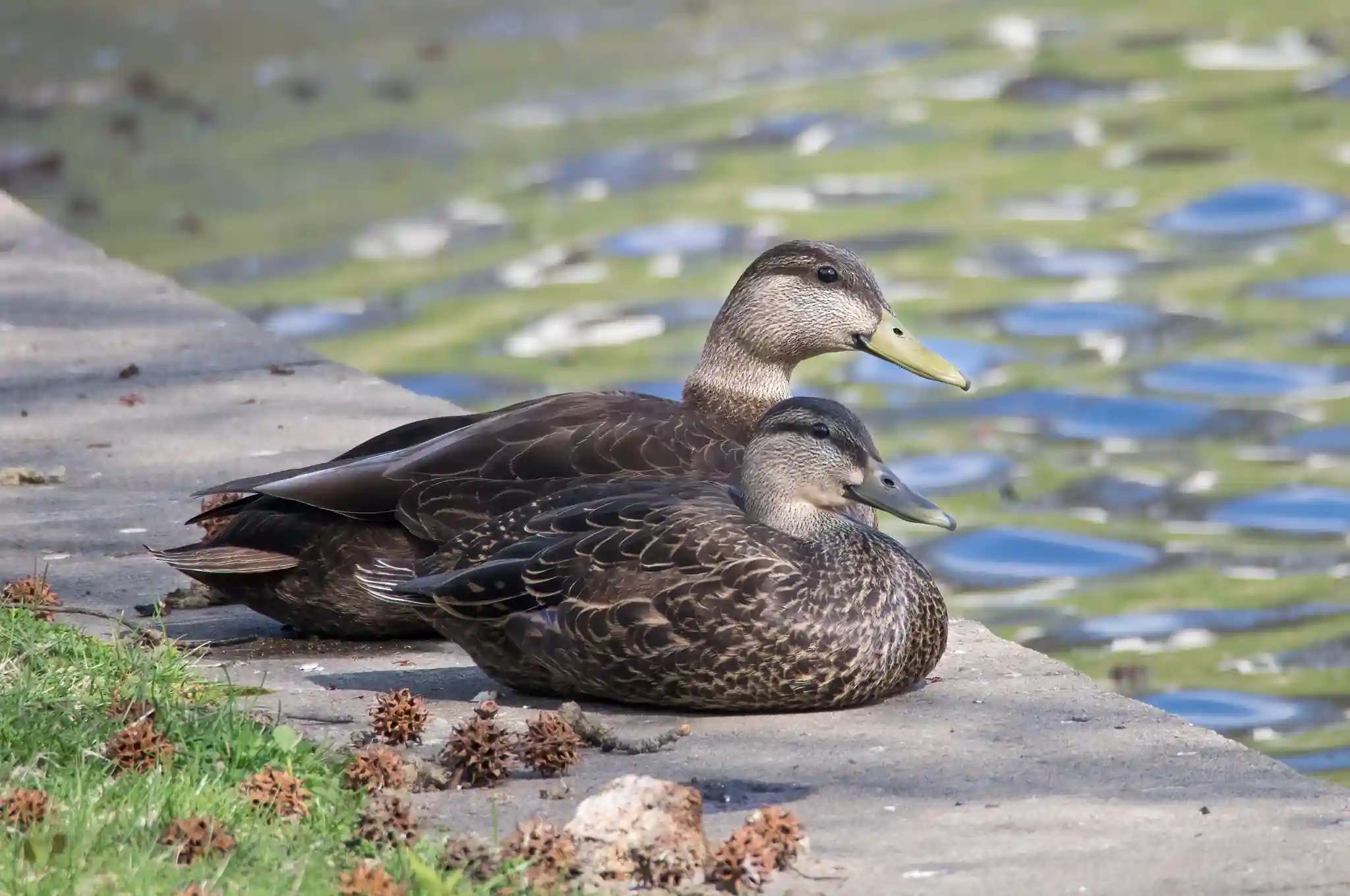 American Black Duck - Underestimated and Strong