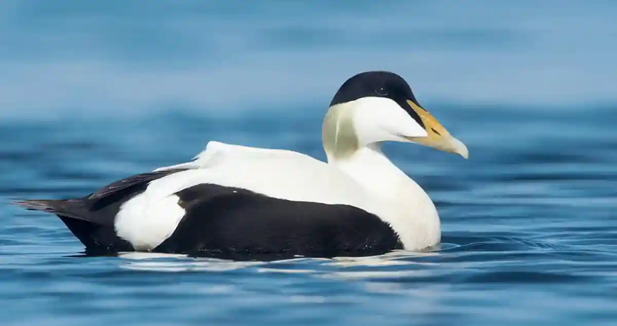 Eider Duck - A Quiet Character