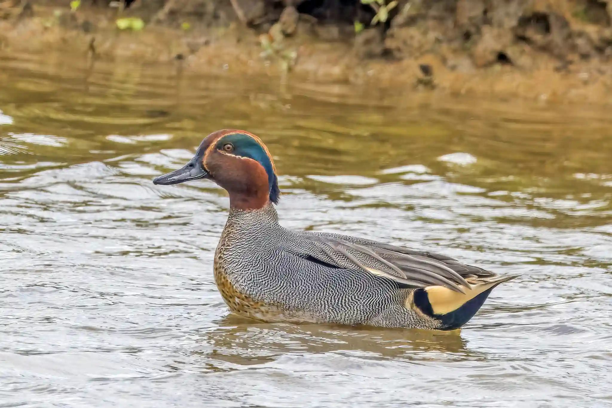 Teal - A Quick Thinker