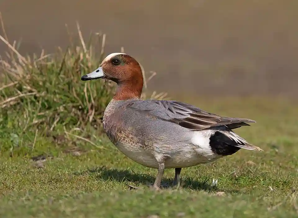 Wigeon - Loves Company