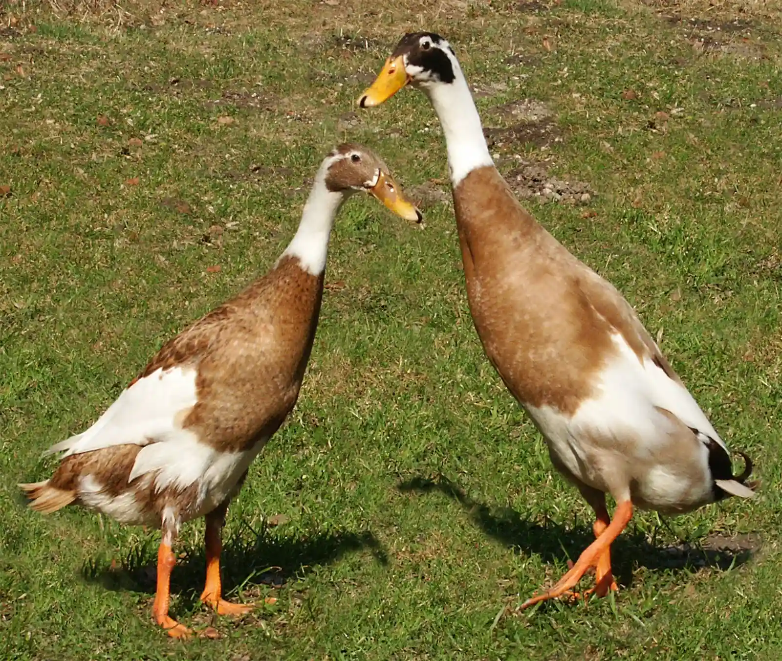 Indian Runner Duck - Always on the Move