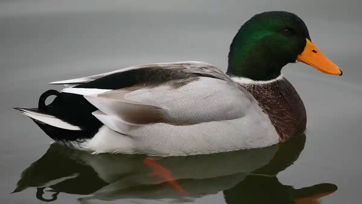 Mallard - The Relaxed All-Rounder