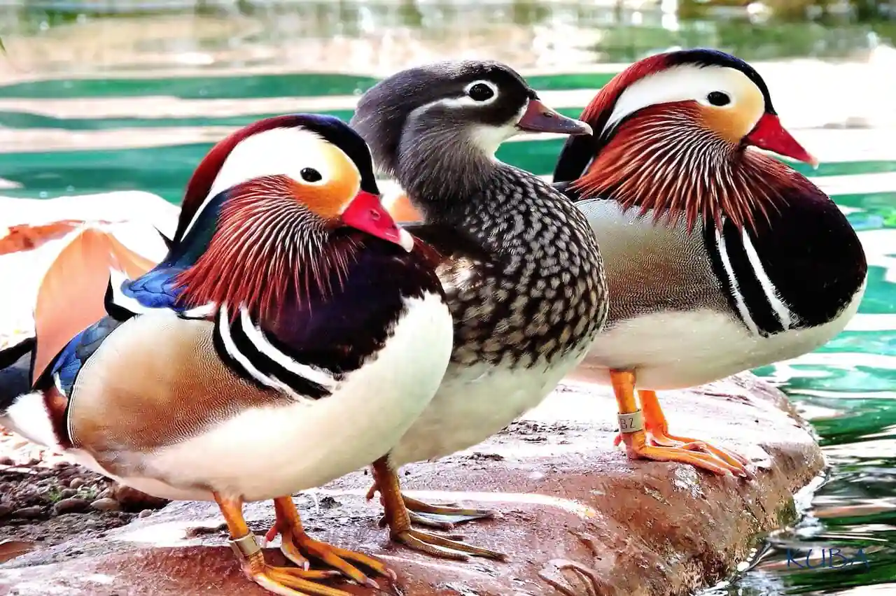 Mandarin Duck - Eye-Catching and Special