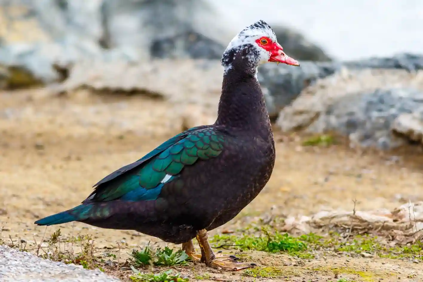 Muscovy Duck - Does Its Own Thing