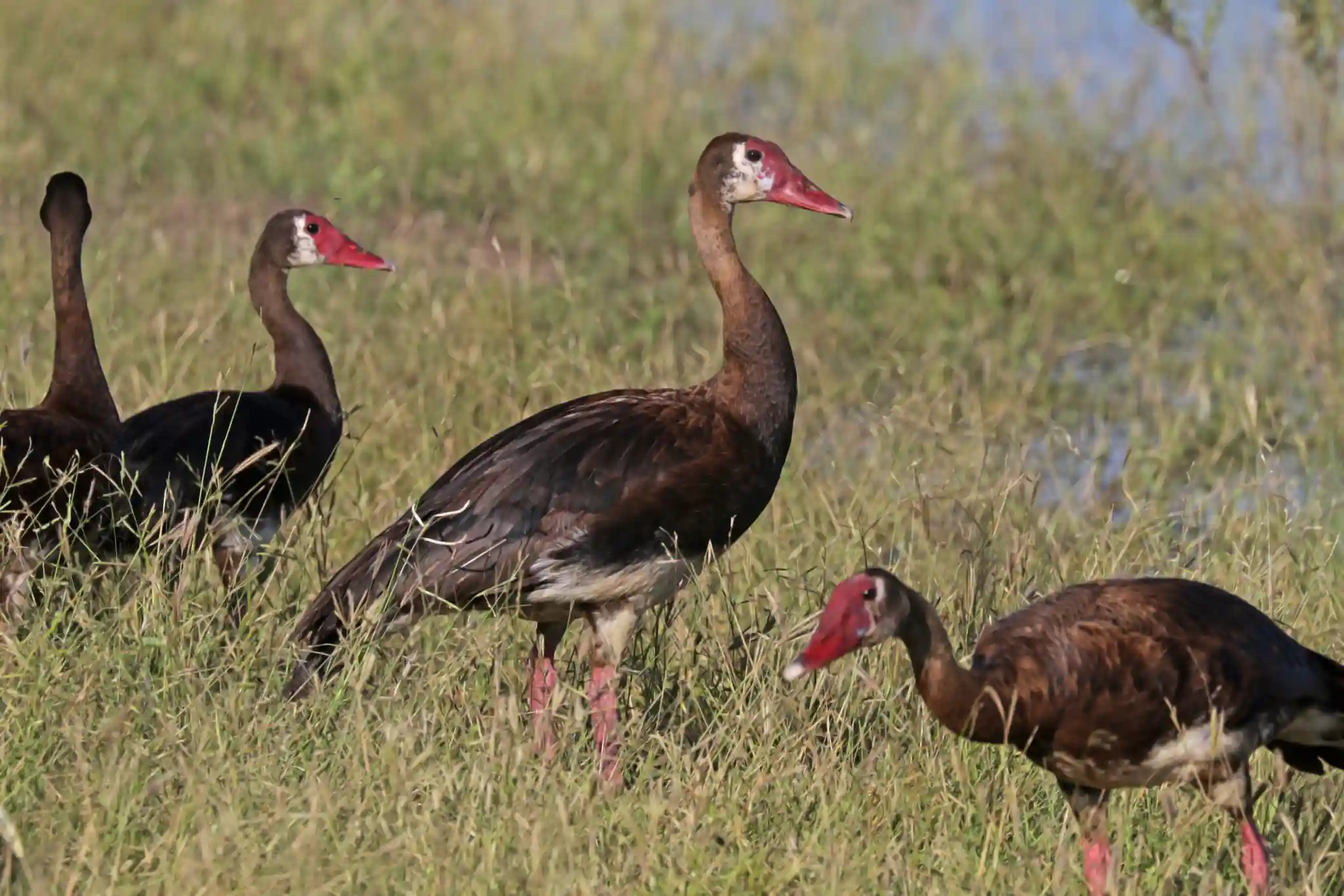 Spur-Winged Goose - Fights Rather Than Backs Down