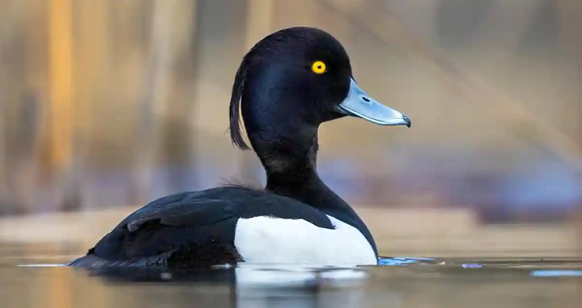 Tufted Duck - Prefers Its Own Company