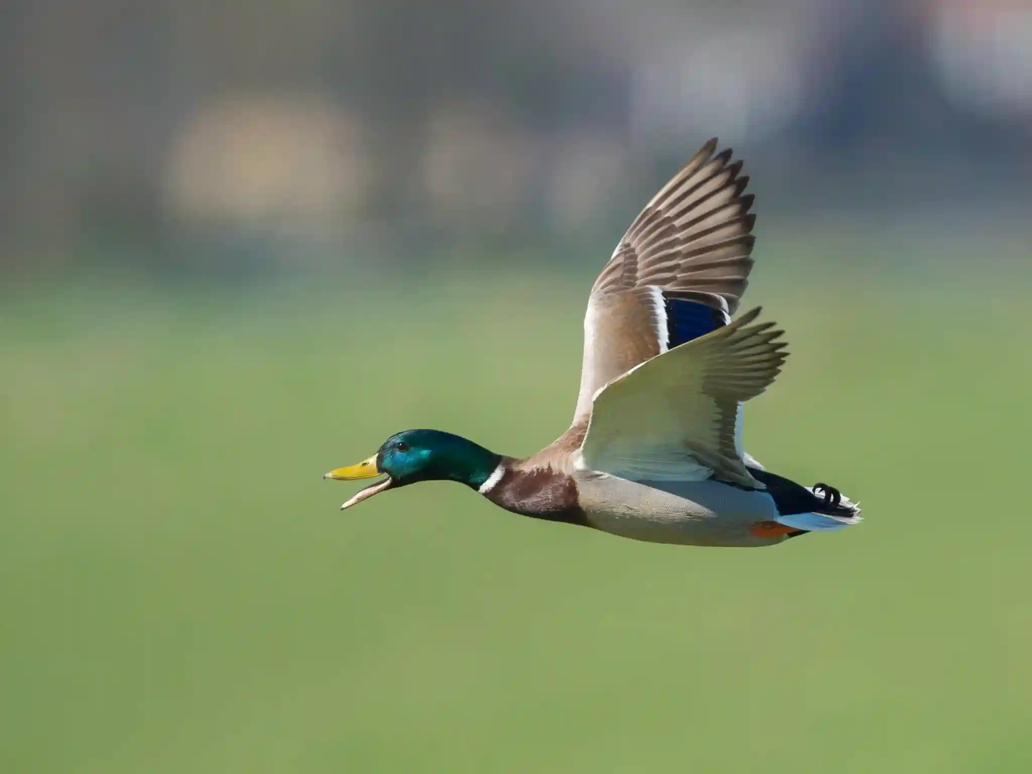 Wild Duck - Freedom is Everything