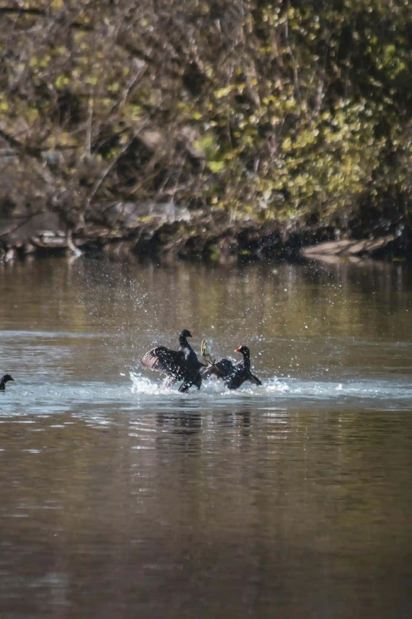 Two ducks in a mild confrontation, one backing away