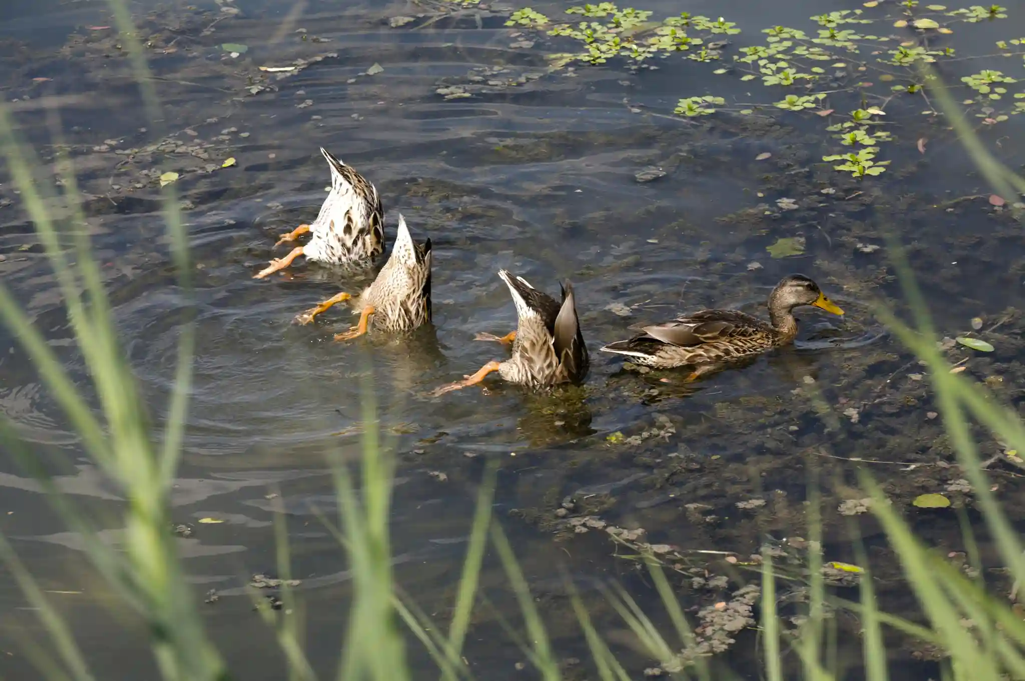 Ducks dabbling in shallow water, tails up