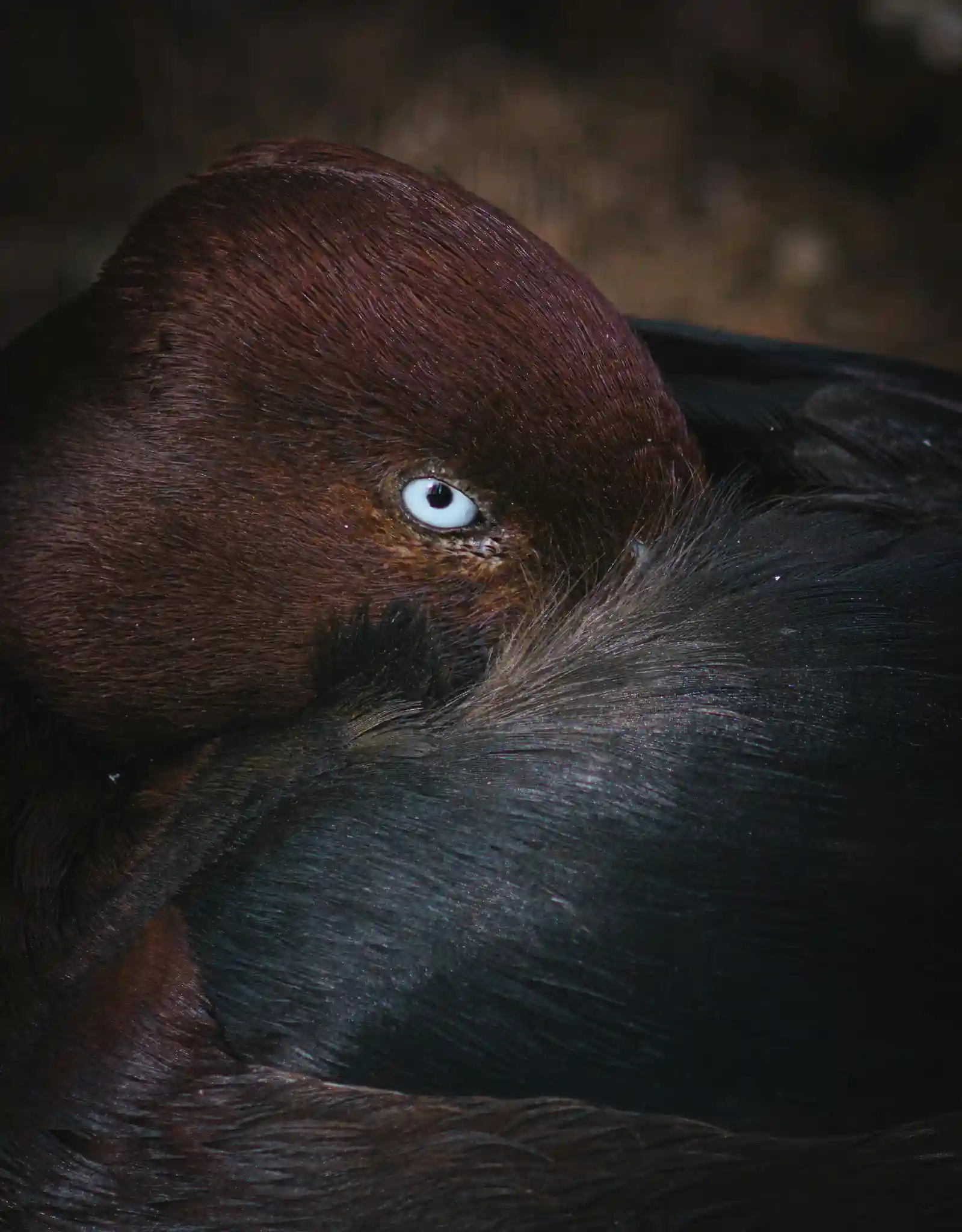 Ducks: A Secret Society Hiding in Plain Sight preview