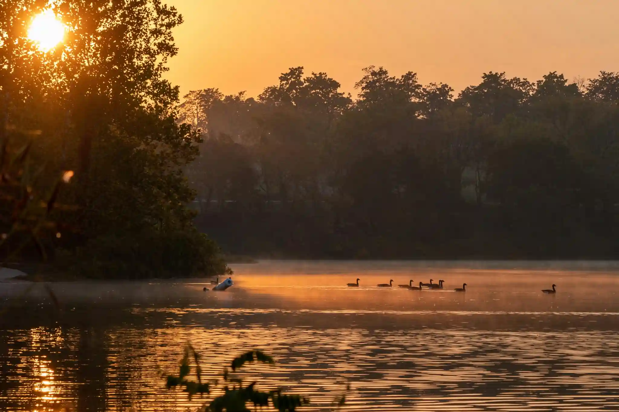 Early morning lake scene with scattered ducks in soft light