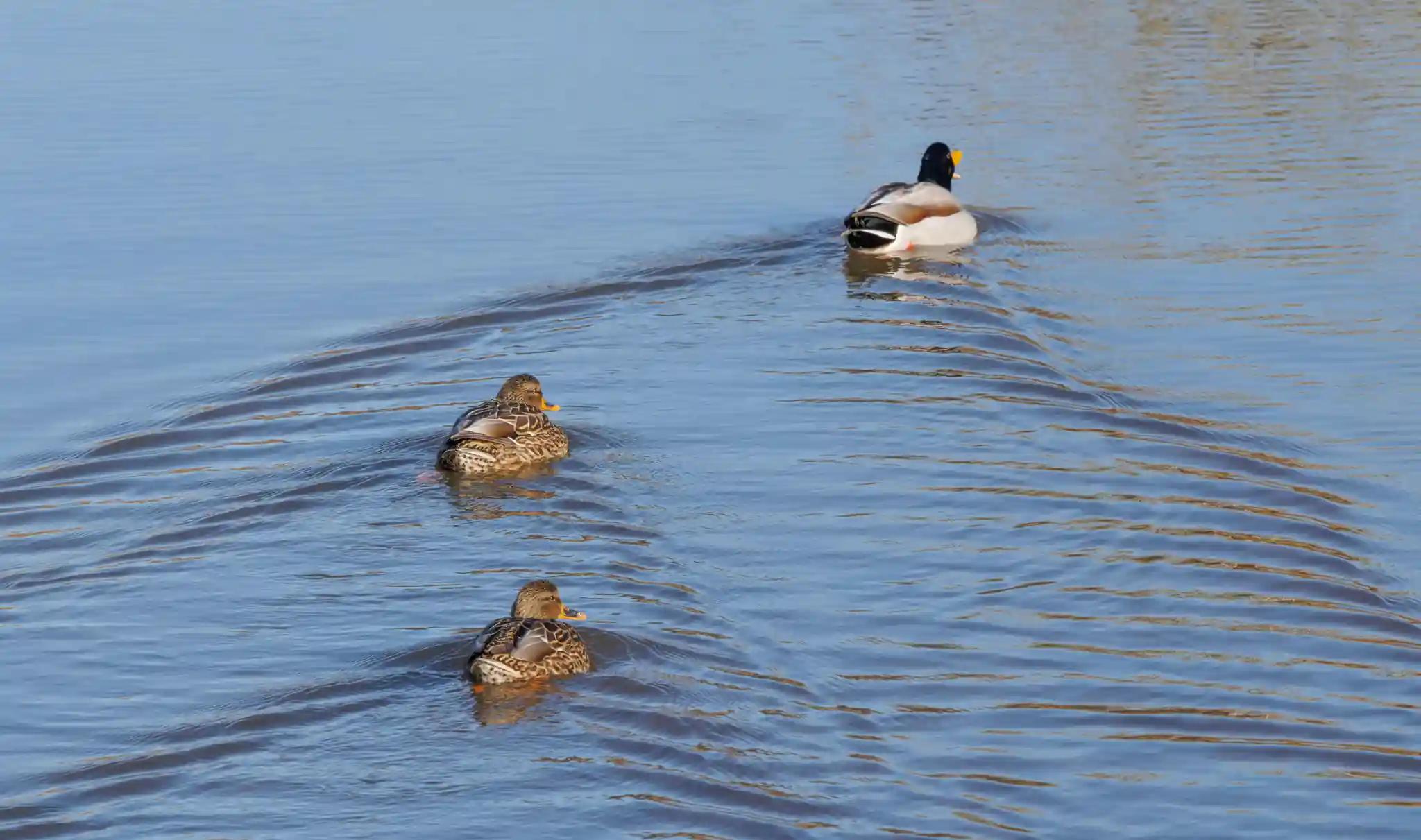 Pair of ducks swimming closely, one slightly ahead