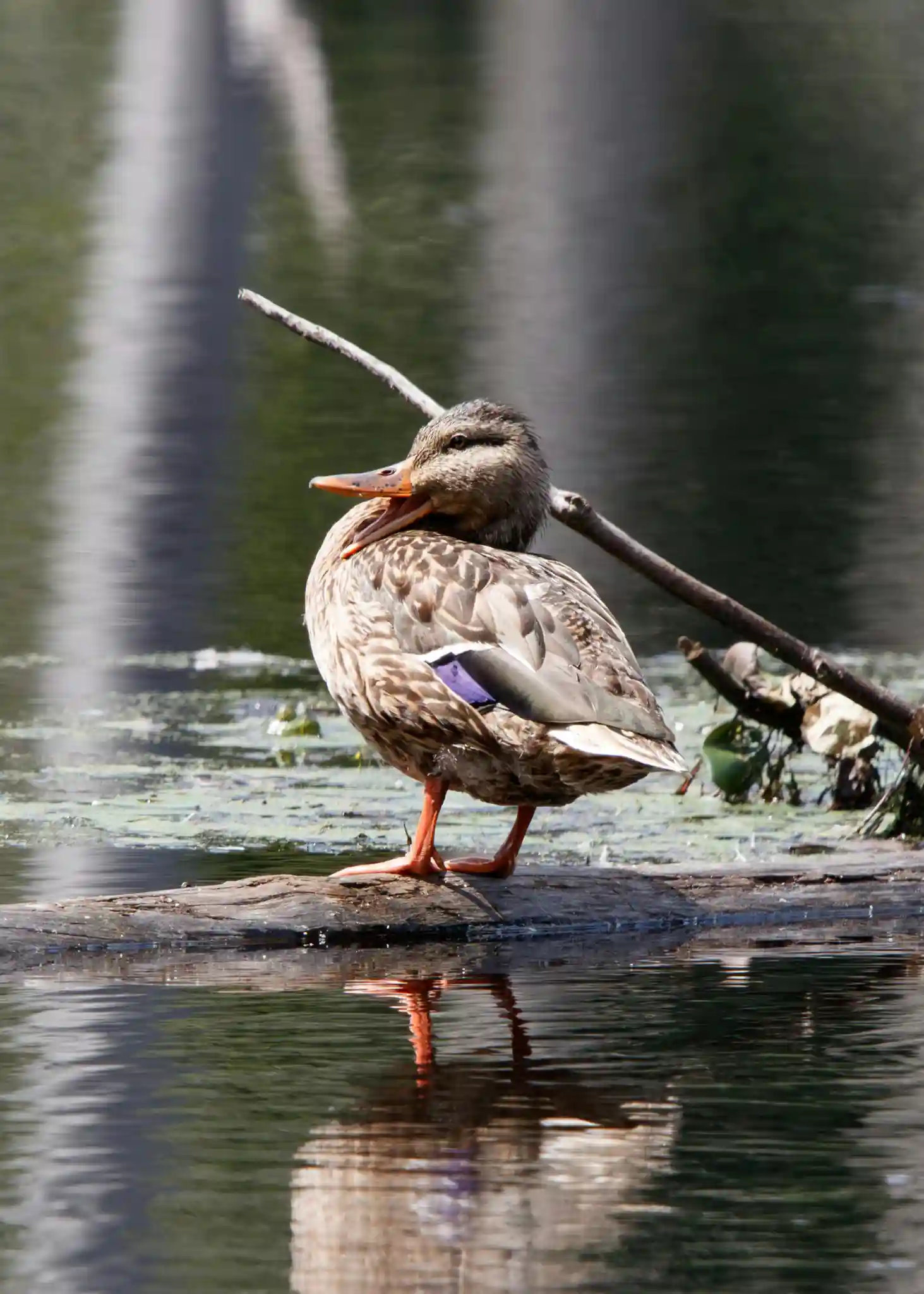 Duck mid-quack, ripples radiating outward