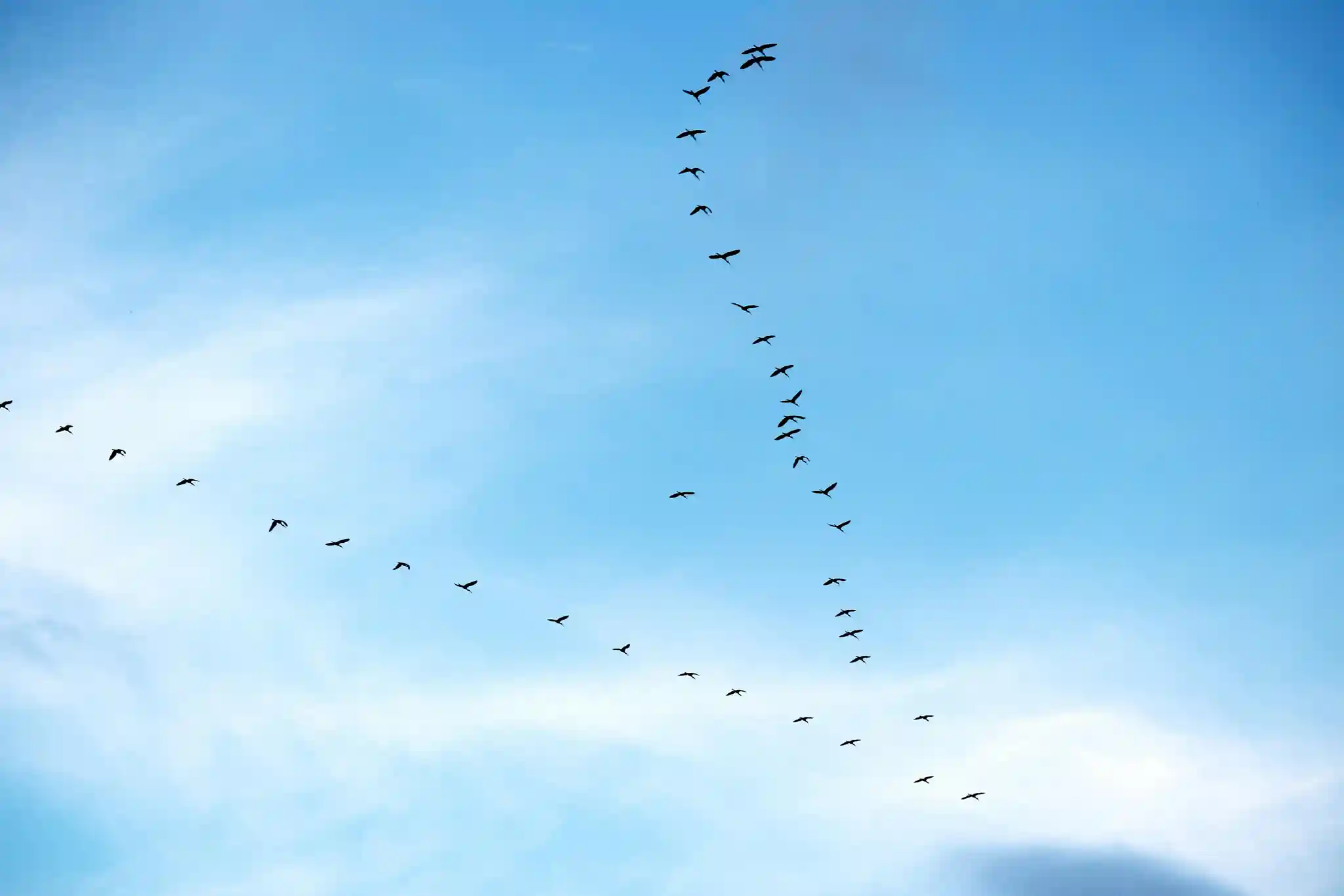 V-formation of ducks flying across a pale sky